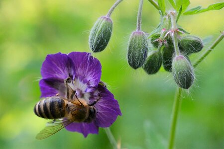 Bee spring purple photo