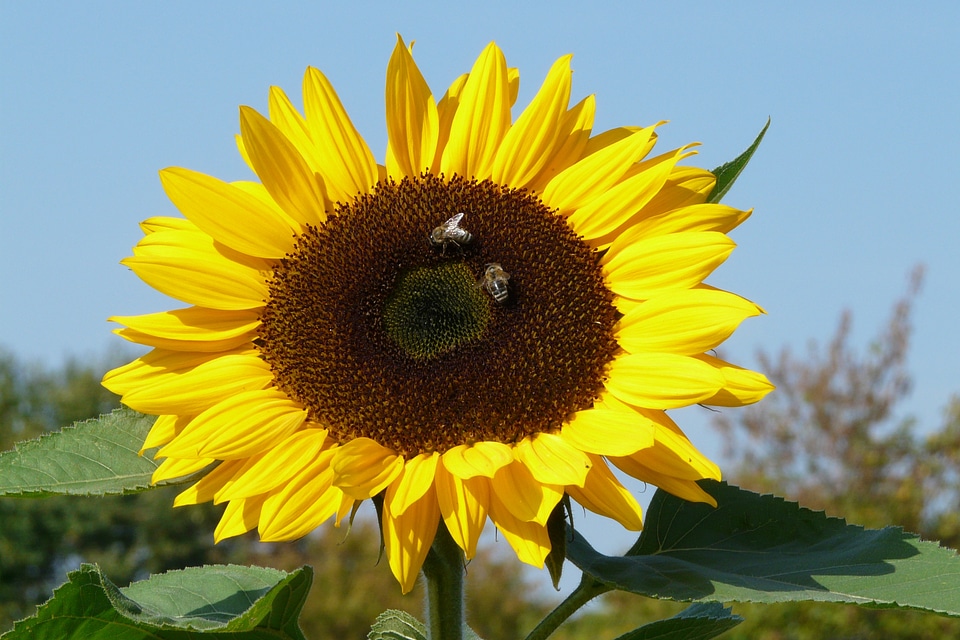 Plant yellow bee