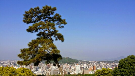 Lonely tree cityscape skyline