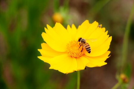 Plants flowers nature