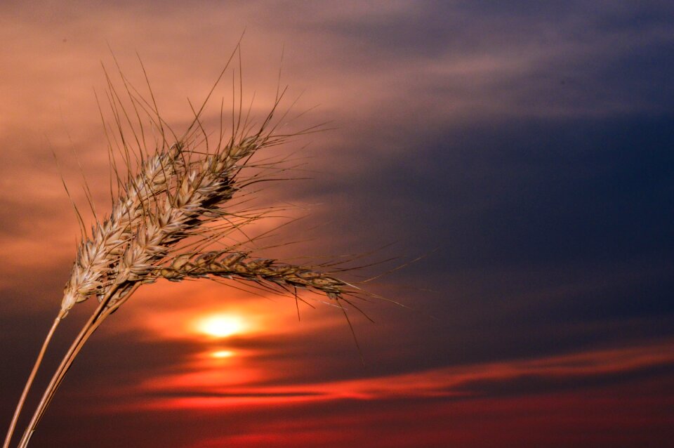Sunset wheat nature