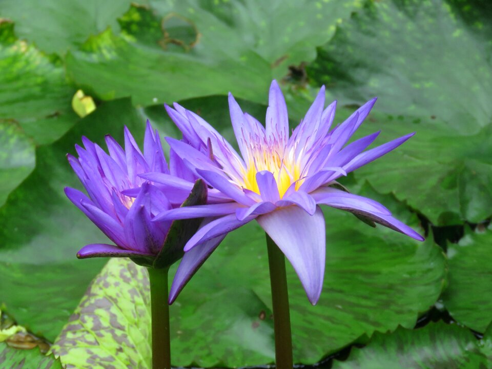 Botany plant garden