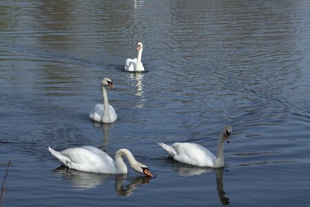 Animal reflection peaceful