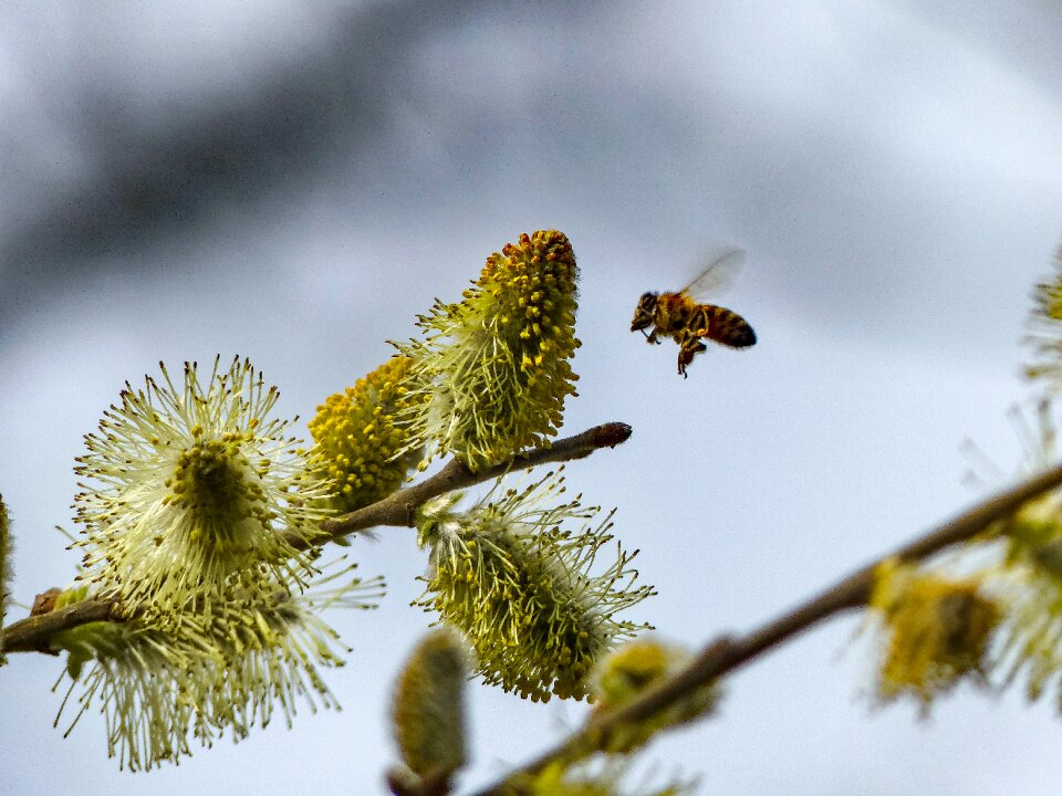 Bloom pollination insect photo