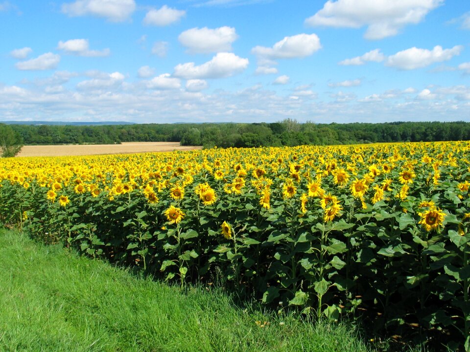 Yellow field agricultural