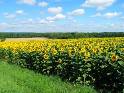 Yellow field agricultural