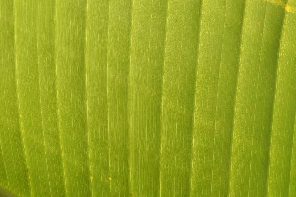 Banana leaf nature pattern