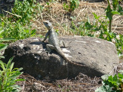 Animal nature island