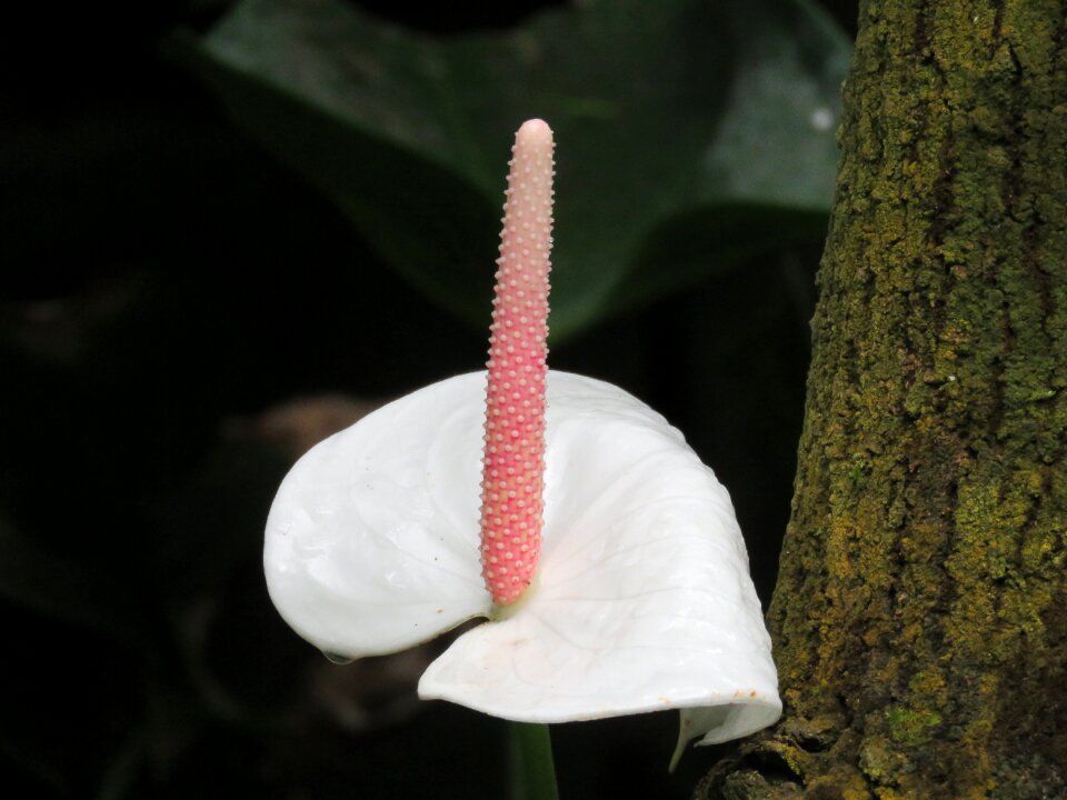 Flower white blossom
