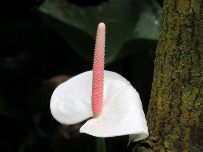 Flower white blossom