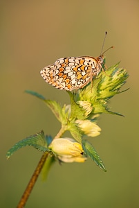 Nature summer insect