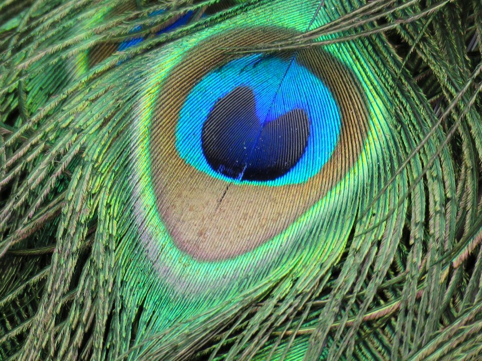 Green bird peafowl