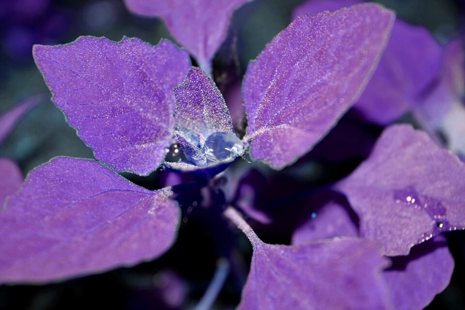Water droplets plant beautiful