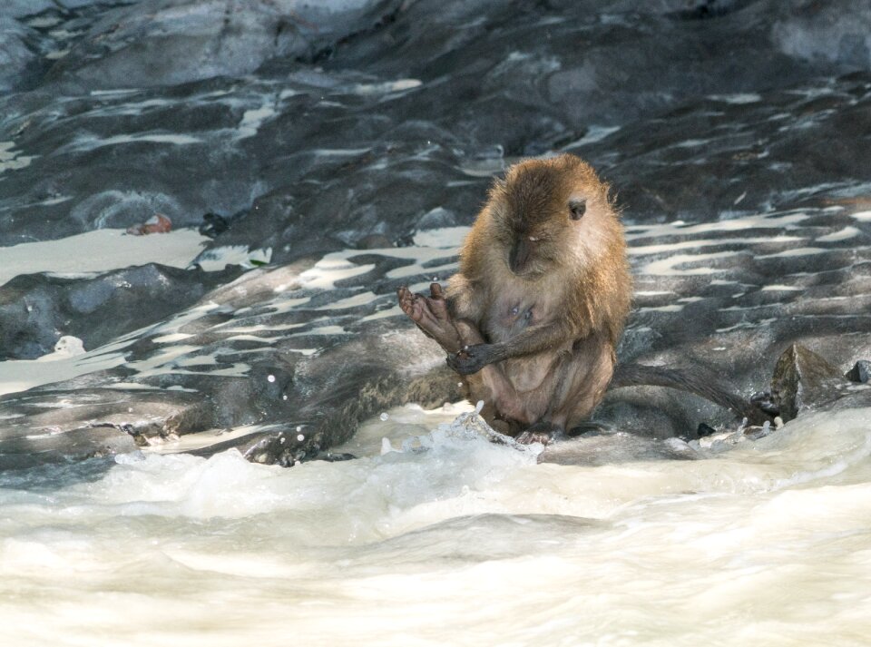 Island tour wild monkey swimming photo