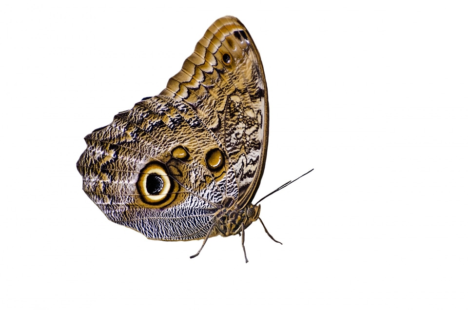 Tropical brown camouflage