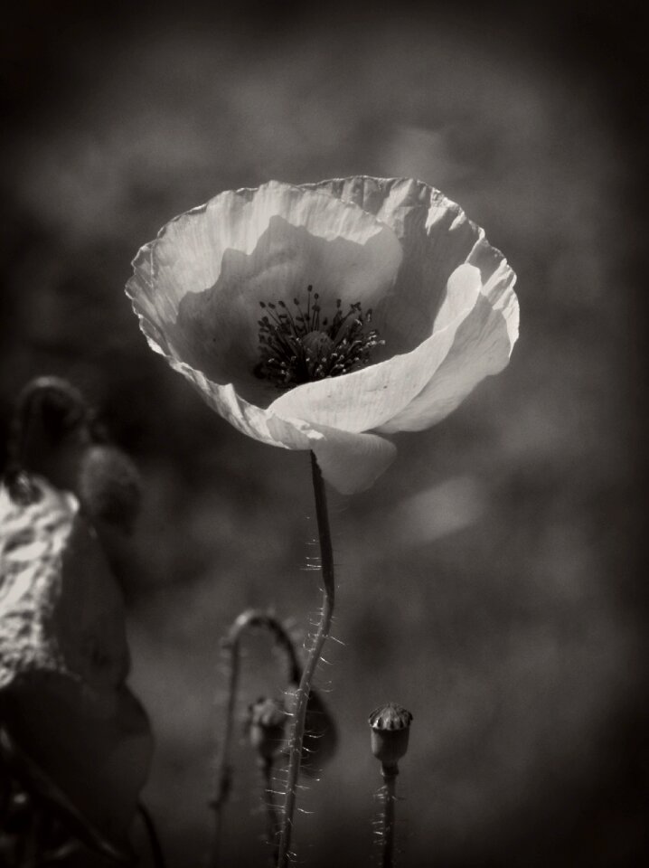 Blossom bloom klatschmohn