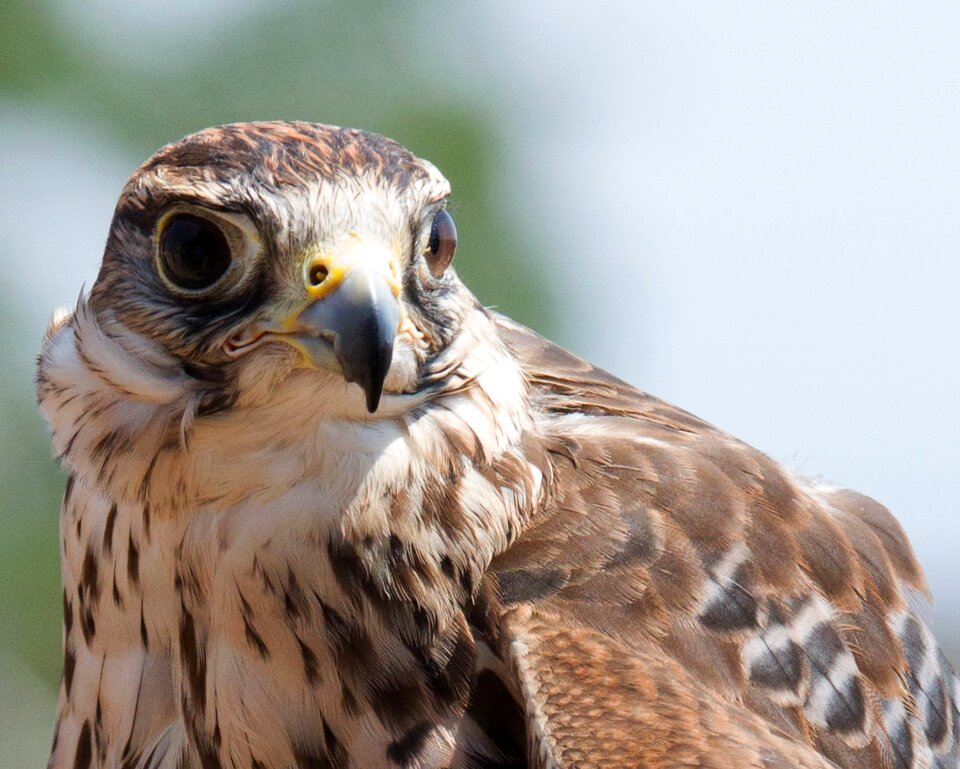 Laying predator birds