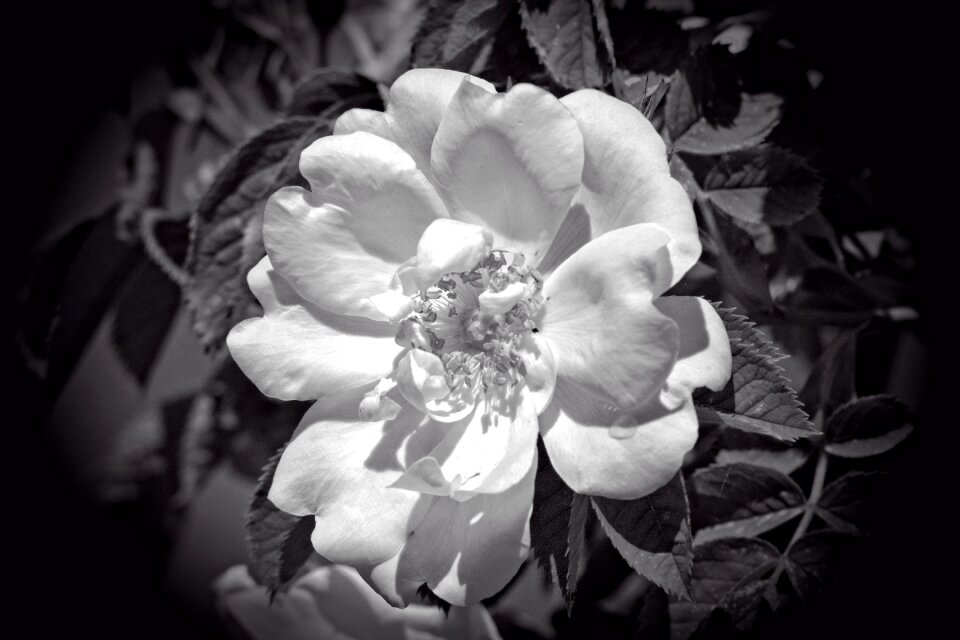 Black and white flower blossom