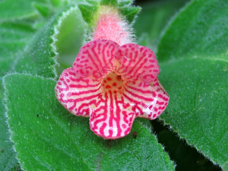 Nature botanical floral