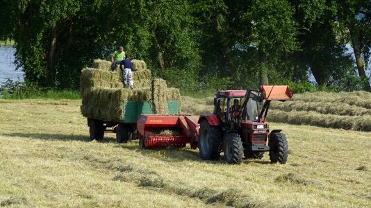 Hay cattle feed red