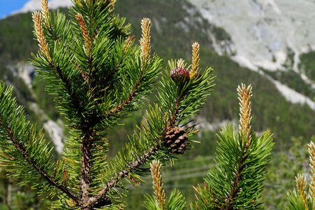 Tannenzweig needles immergrüner tree photo