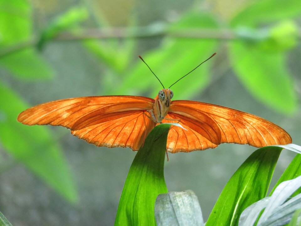 Nature wing bug