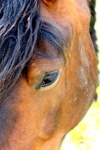 Horseback riding horses standard