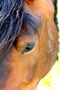 Horseback riding horses standard photo