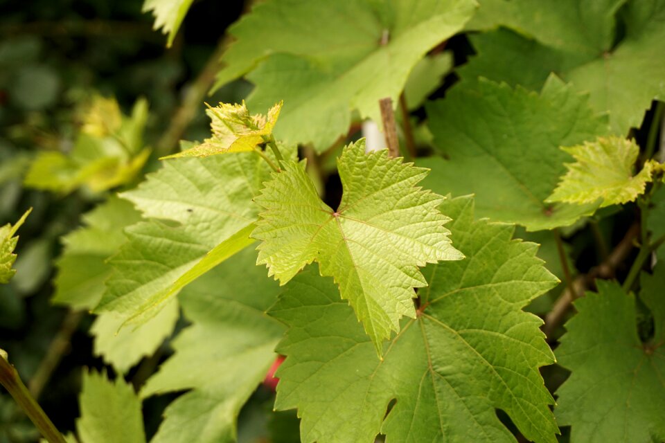 Wine green grapevine