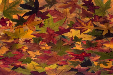 Amber tree leaf composition arrangemen