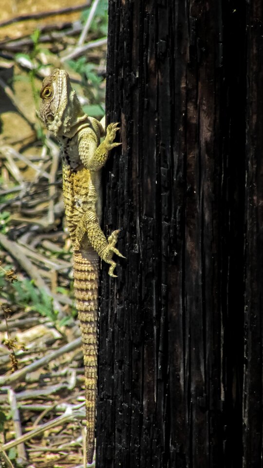 Reptile fauna animal