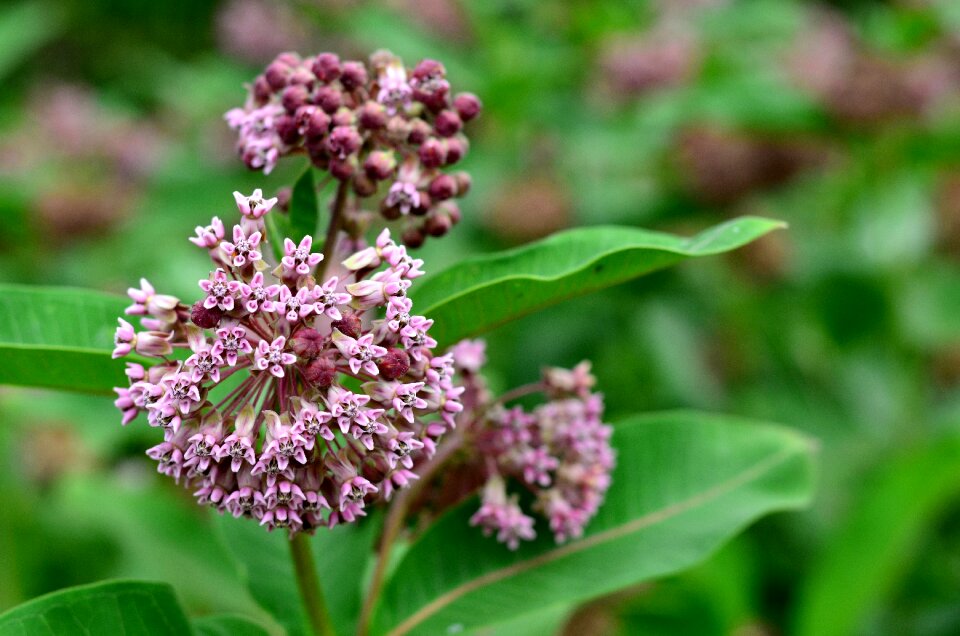 Plant meadow flower macro photo