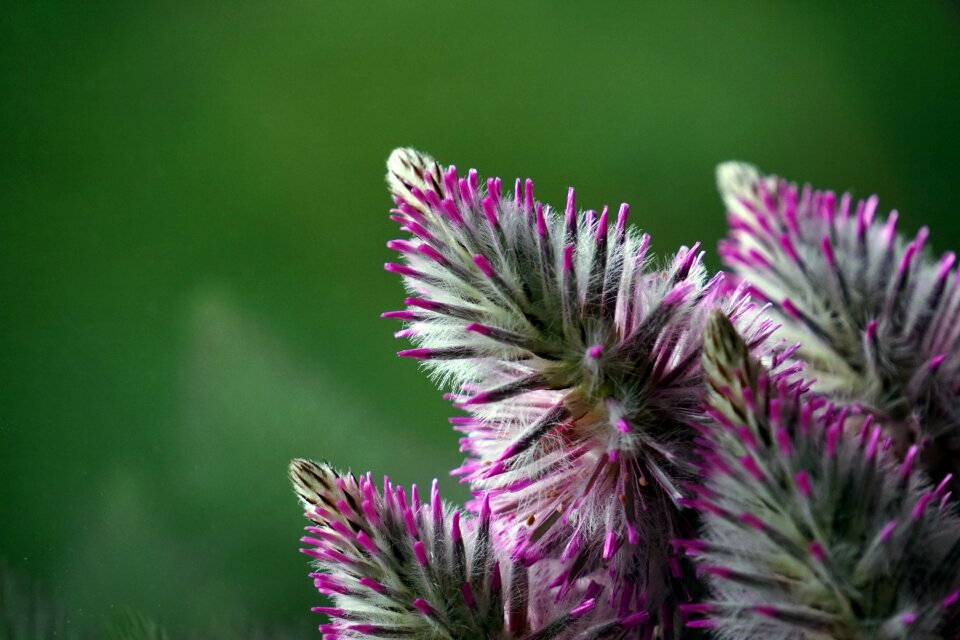 Purple nature pink flower