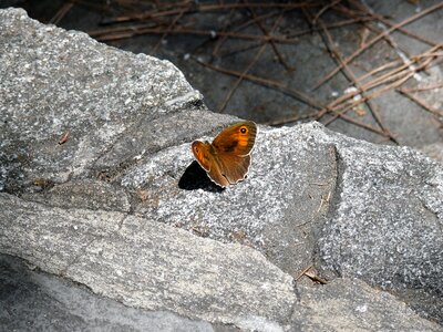 Beasts beast brown butterfly