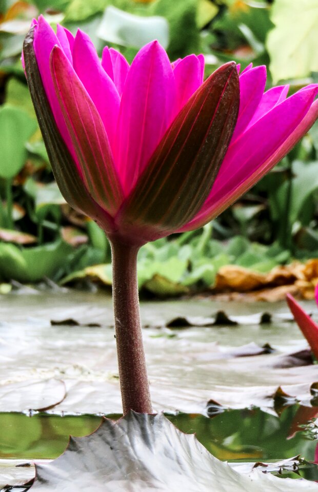 Blossom bloom pink