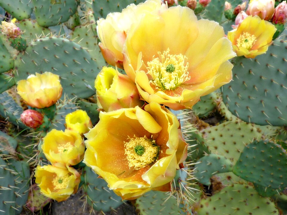 Quills nature plant