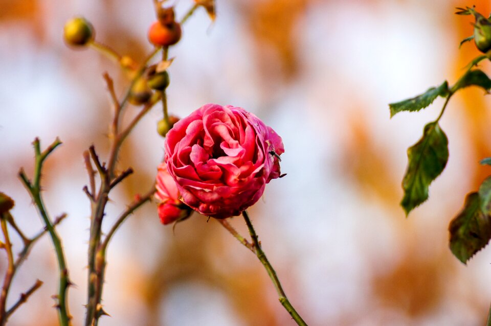 Flower blossom bloom