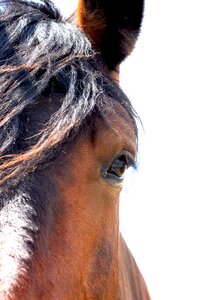 Horseback riding horses standard photo