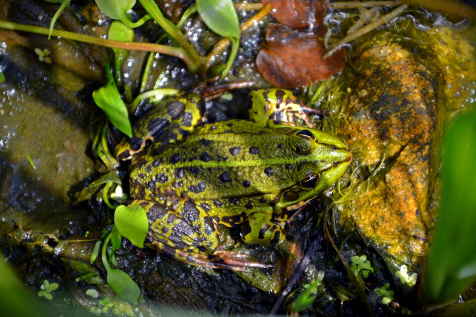 Amphibian toad green