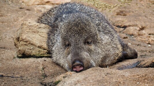 Collared pig wildlife