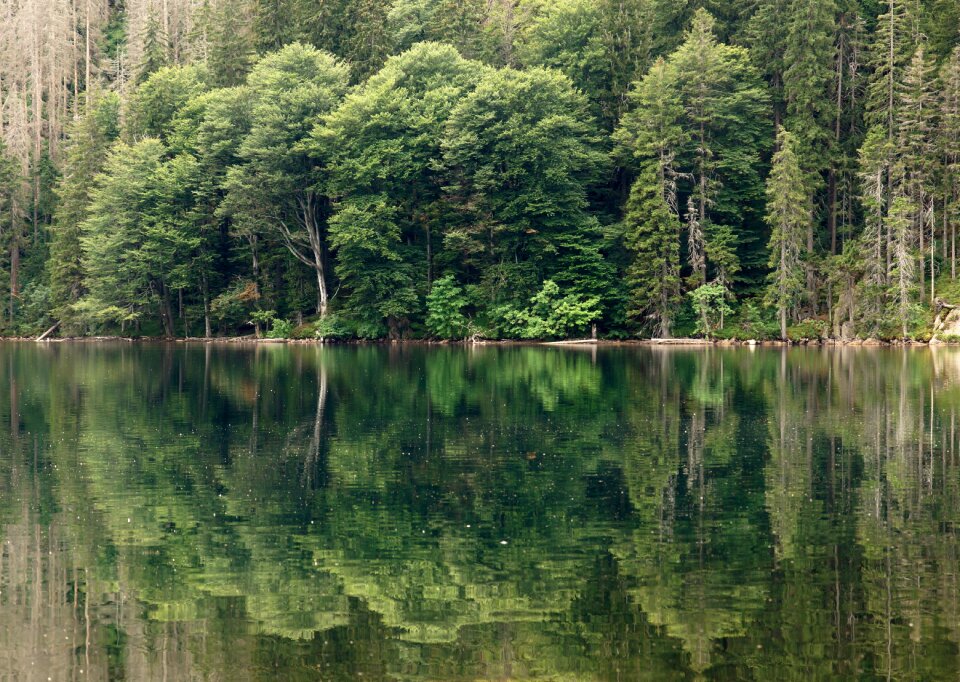 šumava nature surface