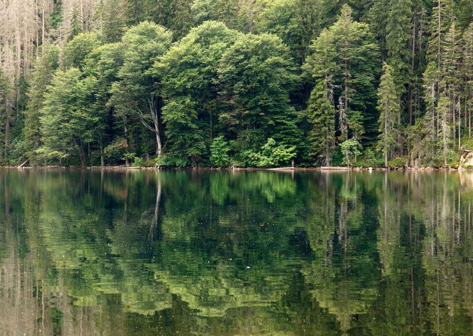 šumava nature surface photo