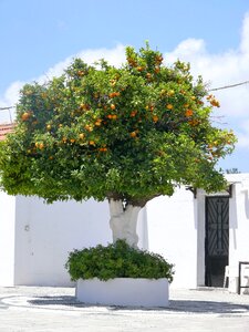 Citrus fruit fruit tree