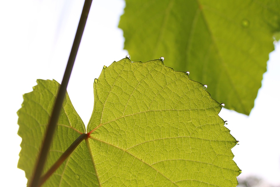Drops plant leaves water plant