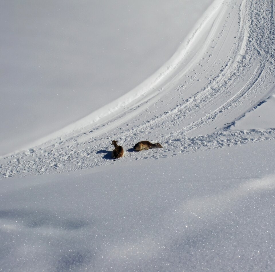 Winter cold winter white