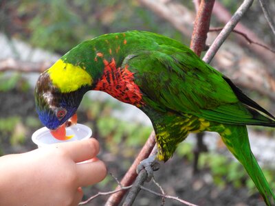 Feed parrot pen