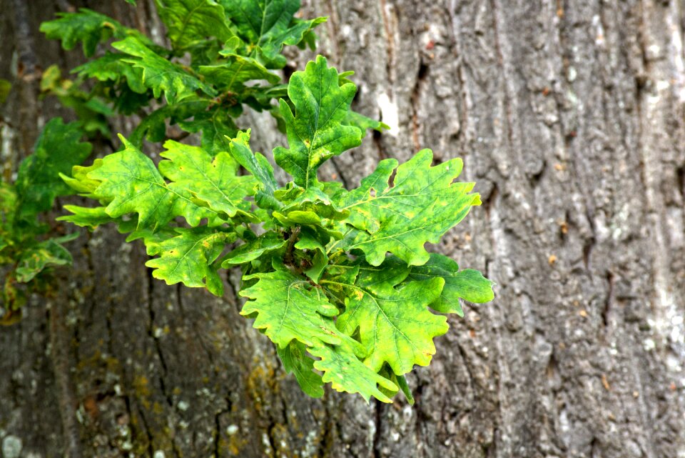 Tree green nature