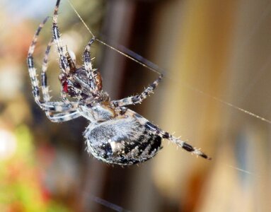 Animal spider cobweb