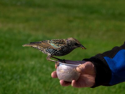 Eating hungry tame