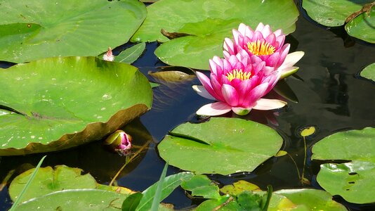 Flower water blooming flowers landscape